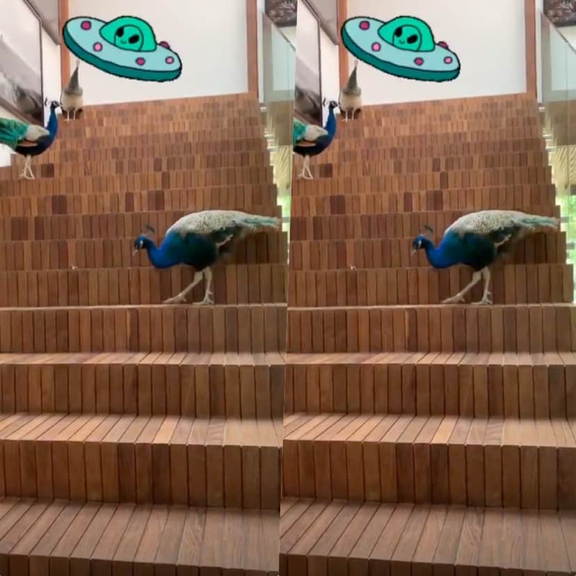Casa de Luciano Huck foi invadida e ele flagrou tudo Casa de Luciano Huck foi invadida e ele flagrou tudo