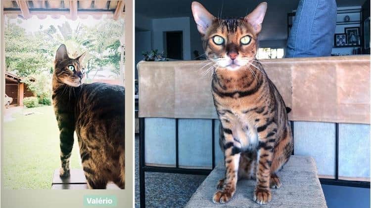 O gato da atriz de Bom Sucesso, Grazi Massafera (foto: reprodução) O gato da atriz de Bom Sucesso, Grazi Massafera (foto: reprodução)