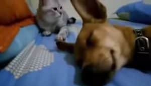 Cão e gato se enfrentam (Foto: reprodução)