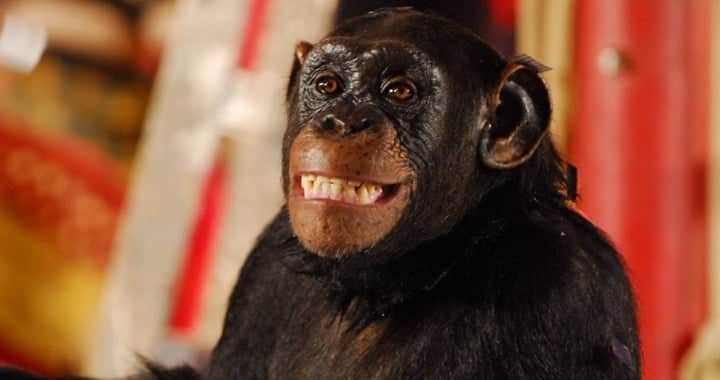 Chimpanzé Chico foi um dos destaques de Caras & Bocas. (Foto: Divulgação) Chimpanzé Chico foi um dos destaques de Caras & Bocas. (Foto: Divulgação)