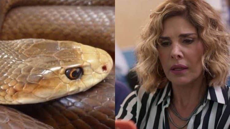 Bom Sucesso, Eugênia é picada por uma cobra no final da novela (Montagem: TV Foco) Bom Sucesso, Eugênia é picada por uma cobra no final da novela (Montagem: TV Foco)