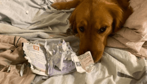 Mulher deixa de entrar em contato com o coronavírus graças à seu cachorro (Foto: Reprodução/Facebook)