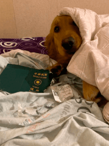 Mulher deixa de entrar em contato com o coronavírus graças à seu cachorro (Foto: Reprodução/Facebook)
