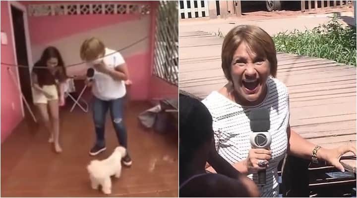 Repórter Celia Pinho tomou susto com cachorro ao vivo. (Foto: Montagem/Reprodução) Repórter Celia Pinho tomou susto com cachorro ao vivo. (Foto: Montagem/Reprodução)