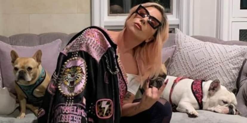 Lady Gaga tem cachorros roubados em Los Angeles e anuncia recompensa milionária por resgate. (Foto: Reprodução)
