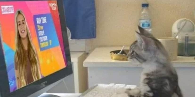 Felino votando na saída de Viih Tube do BBB21 (Foto: Reprodução) Felino votando na saída de Viih Tube do BBB21 (Foto: Reprodução)