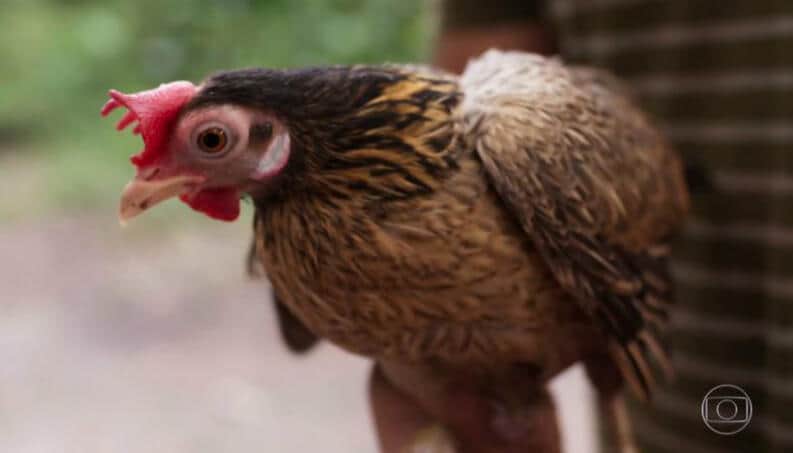 galinha filipa em cena da novela salve-se quem puder galinha filipa em cena da novela salve-se quem puder