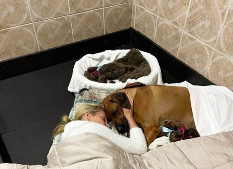 Ana Hickmann ao lado da cachorra e seus filhotes - Reprodução Ana Hickmann ao lado da cachorra e seus filhotes - Reprodução