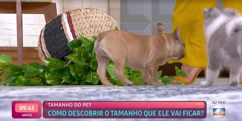 Apresentadores do "Mais Você", da Globo, presenciam acidente ao vivo (Reprodução) Apresentadores do "Mais Você", da Globo, presenciam acidente ao vivo (Reprodução)