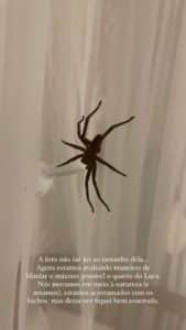 A aranha encontrada pela esposa de Lucas Lucco (Foto: Reprodução) A aranha encontrada pela esposa de Lucas Lucco (Foto: Reprodução)