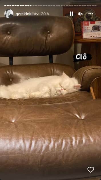 Gato de estimação de Geraldo Luís - Foto: Reprodução Gato de estimação de Geraldo Luís - Foto: Reprodução