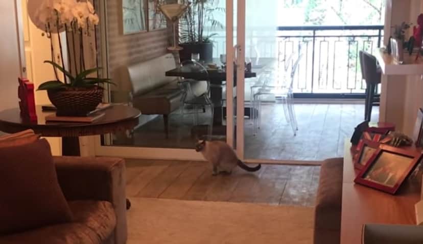 Sala de Ticiane Pinheiro com seu gatinho de estimação Sala de Ticiane Pinheiro com seu gatinho de estimação