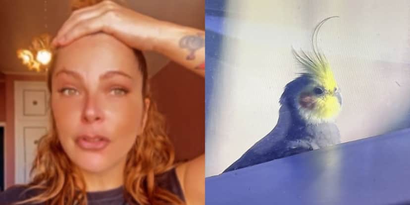 Ex-A Fazenda, Bruna Tang, se desesperou ao ver calopsita na TV - Reprodução/Twitter e TV Globo Ex-A Fazenda, Bruna Tang, se desesperou ao ver calopsita na TV - Reprodução/Twitter e TV Globo