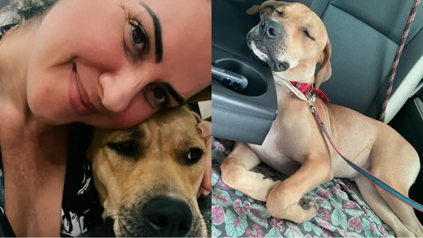 A noiva de Zezé Di Camargo publicou fotos de Scooby com ela e dormindo no automóvel (Reprodução/ Instagram) A noiva de Zezé Di Camargo publicou fotos de Scooby com ela e dormindo no automóvel (Reprodução/ Instagram)