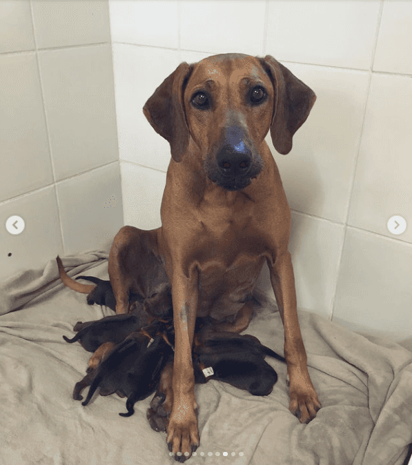 Cachorrinha da apresentadora dando à luz - Foto Reprodução Instagram Cachorrinha da apresentadora dando à luz - Foto Reprodução Instagram