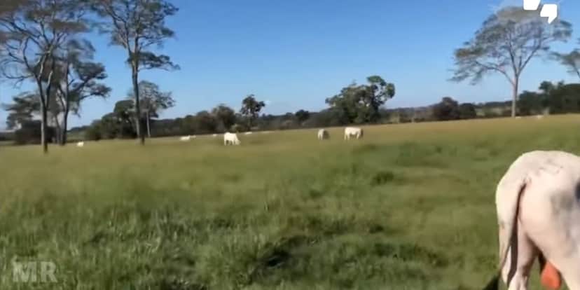 São milhares de hectares e mais de R$270 milhões de valor estimado (Reprodução: Youtube) São milhares de hectares e mais de R$270 milhões de valor estimado (Reprodução: Youtube)
