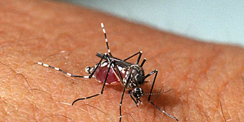 Fêmea do mosquito-da-dengue (Aedes aegypti) sugando sangue (Foto: FioCruz) Fêmea do mosquito-da-dengue (Aedes aegypti) sugando sangue (Foto: FioCruz)