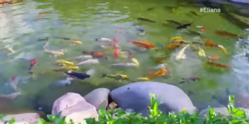 Lago cheio de peixes em um belo jardim da mansão de Daniel (Reprodução: SBT) Lago cheio de peixes em um belo jardim da mansão de Daniel (Reprodução: SBT)