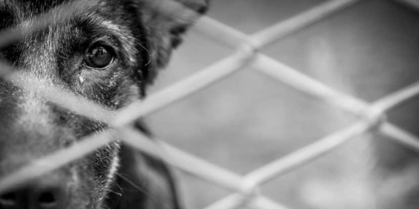 animais Prisão e proibição: A atualização feita em lei e levará muitos para trás das grades por este motivo - Foto: Reprodução animais Prisão e proibição: A atualização feita em lei e levará muitos para trás das grades por este motivo - Foto: Reprodução