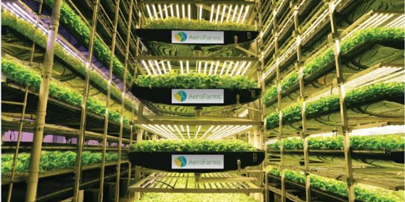 Especialistas garantem que esse ramo é o futuro da agricultura (Reprodução: Internet) Especialistas garantem que esse ramo é o futuro da agricultura (Reprodução: Internet)