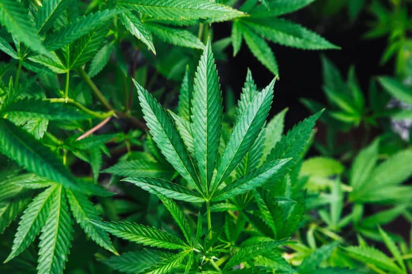 Exemplar de uma flor da planta cannabis — Foto: Divulgação Exemplar de uma flor da planta cannabis — Foto: Divulgação
