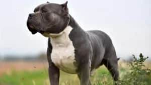Bully XL - Foto G1 Bully XL - Foto G1