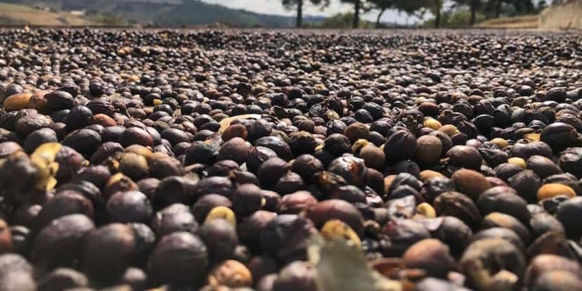Algumas marcas de café tiveram a proibição das vendas (Reprodução: Internet) Algumas marcas de café tiveram a proibição das vendas (Reprodução: Internet)