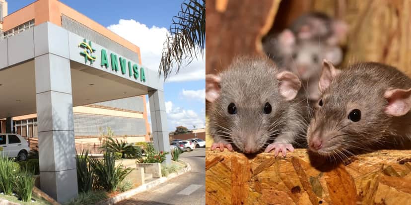 Anvisa barra comida com ratos (Foto: Divulgação) Anvisa barra comida com ratos (Foto: Divulgação)