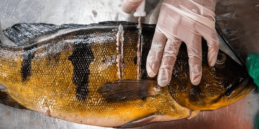 Peixe com mercúrio (Foto: Reprodução, Folha SP) Peixe com mercúrio (Foto: Reprodução, Folha SP)