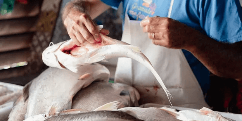 Peixe (Foto: Reprodução, G1) Peixe (Foto: Reprodução, G1)