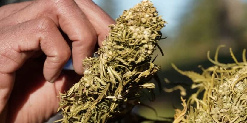 Pessoa com cannabis (Foto: Stringer/REUTERS/Arquivo) Pessoa com cannabis (Foto: Stringer/REUTERS/Arquivo)