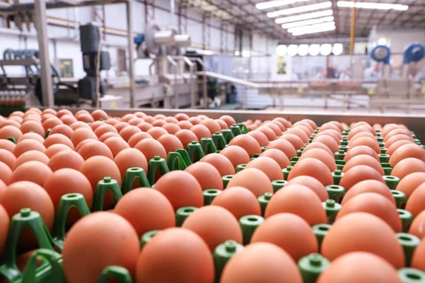 Risco à saúde e PROIBIÇÃO da ANVISA às pressas: A marca de ovo arrancada das prateleiras dos mercados (Reprodução/Internet) Risco à saúde e PROIBIÇÃO da ANVISA às pressas: A marca de ovo arrancada das prateleiras dos mercados (Reprodução/Internet)