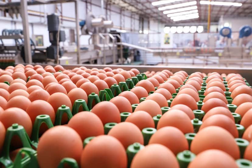 Risco à saúde e PROIBIÇÃO da ANVISA às pressas: A marca de ovo arrancada das prateleiras dos mercados (Reprodução/Internet) Risco à saúde e PROIBIÇÃO da ANVISA às pressas: A marca de ovo arrancada das prateleiras dos mercados (Reprodução/Internet)