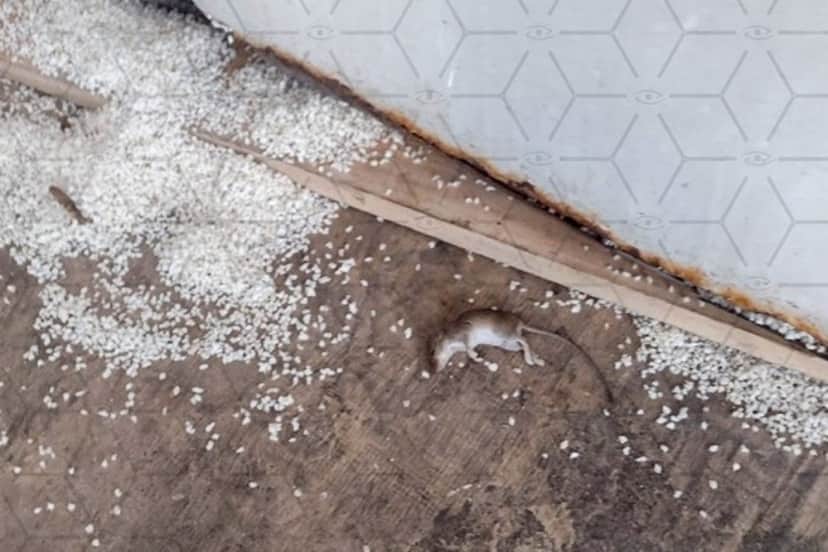 Vigilância Sanitária de Campos interditou também um deposito por conter produtos em má situação de armazenamento e próximo a veneno para rato (Foto Reprodução/Internet) Vigilância Sanitária de Campos interditou também um deposito por conter produtos em má situação de armazenamento e próximo a veneno para rato (Foto Reprodução/Internet)