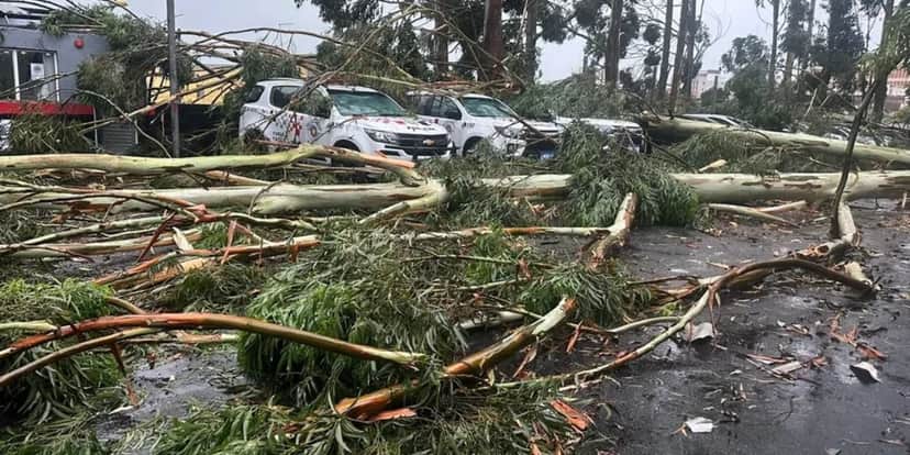 Centenas de árvores caíram na última tempestade em São Paulo (Reprodução: Internet) Centenas de árvores caíram na última tempestade em São Paulo (Reprodução: Internet)