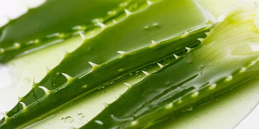 Babosa também é conhecida como aloe vera, e é uma planta milagrosa (Foto: Freepik) Babosa também é conhecida como aloe vera, e é uma planta milagrosa (Foto: Freepik)