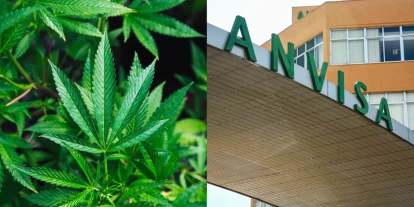 Anvisa proíbe às pressas produtos amados de empresa popular - Foto: Montagem Ilustrativa Anvisa proíbe às pressas produtos amados de empresa popular - Foto: Montagem Ilustrativa