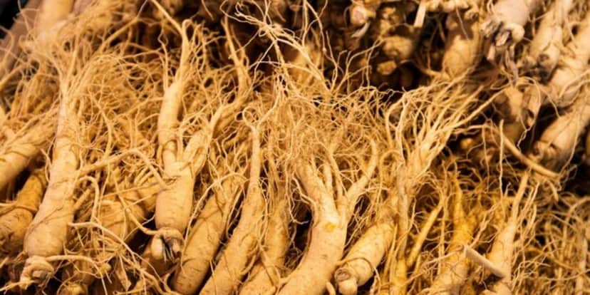Ginseng é uma raiz que auxilia contra a queda de cabelo e calvície (Foto: Freepik) Ginseng é uma raiz que auxilia contra a queda de cabelo e calvície (Foto: Freepik)