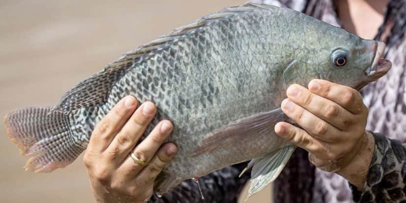 Peixe tilápia (Foto: Reprodução / Internet) Peixe tilápia (Foto: Reprodução / Internet)