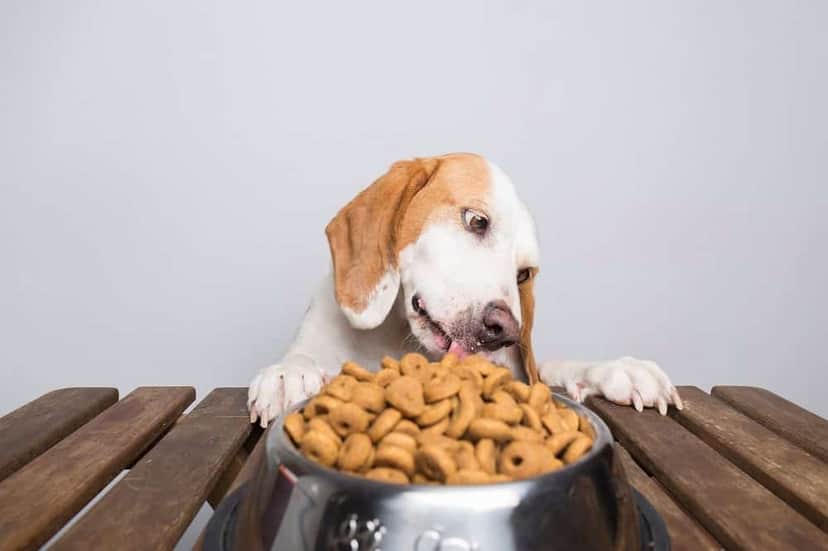 Petiscos para cães e a proibição da Anvisa (Foto: Divulgação) Petiscos para cães e a proibição da Anvisa (Foto: Divulgação)