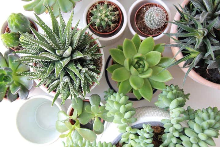 Cuidados especiais com suas plantas (Foto: Reprodução/ Internet) Cuidados especiais com suas plantas (Foto: Reprodução/ Internet)