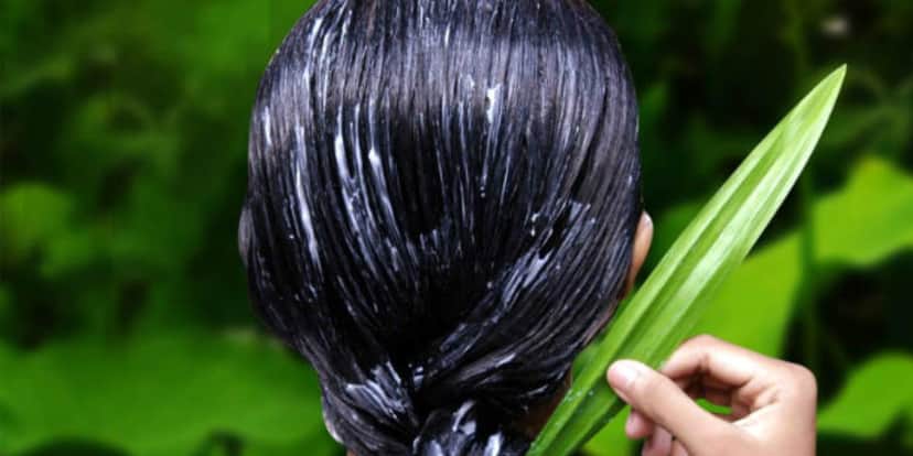 Babosa no cabelo (Foto: Reprodução, O Imparcial) Babosa no cabelo (Foto: Reprodução, O Imparcial)