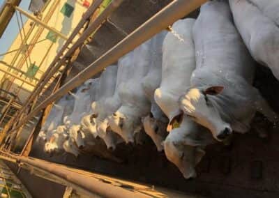 Animais indo para o abate (Foto: Reprodução / Compre Rural) Animais indo para o abate (Foto: Reprodução / Compre Rural)