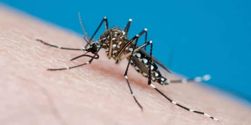 Dengue é uma doença que pode ser fatal (Reprodução: Internet) Dengue é uma doença que pode ser fatal (Reprodução: Internet)