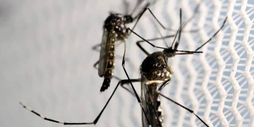 Jornal Nacional, William Bonner, dengue Jornal Nacional, William Bonner, dengue