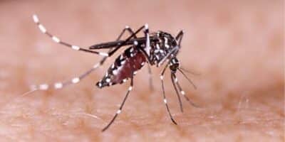 Mosquito da dengue (Foto: Reprodução / Freepik) Mosquito da dengue (Foto: Reprodução / Freepik)
