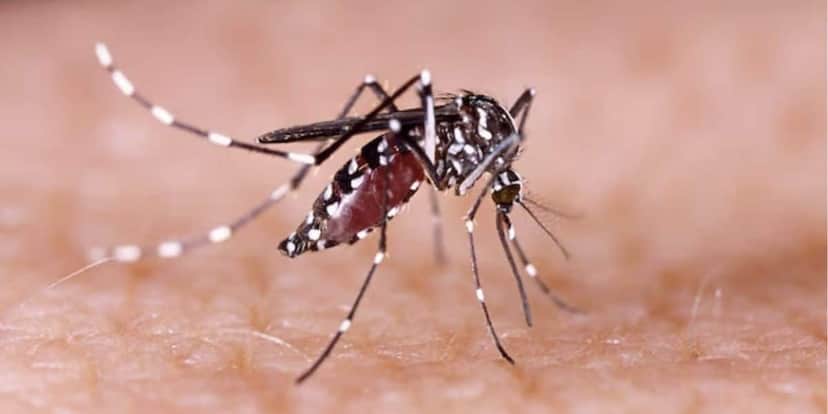 Mosquito da dengue (Foto: Reprodução / Freepik) Mosquito da dengue (Foto: Reprodução / Freepik)