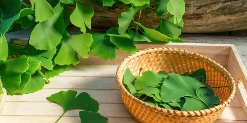 Chá de ginkgo biloba (Reprodução: Internet) Chá de ginkgo biloba (Reprodução: Internet)