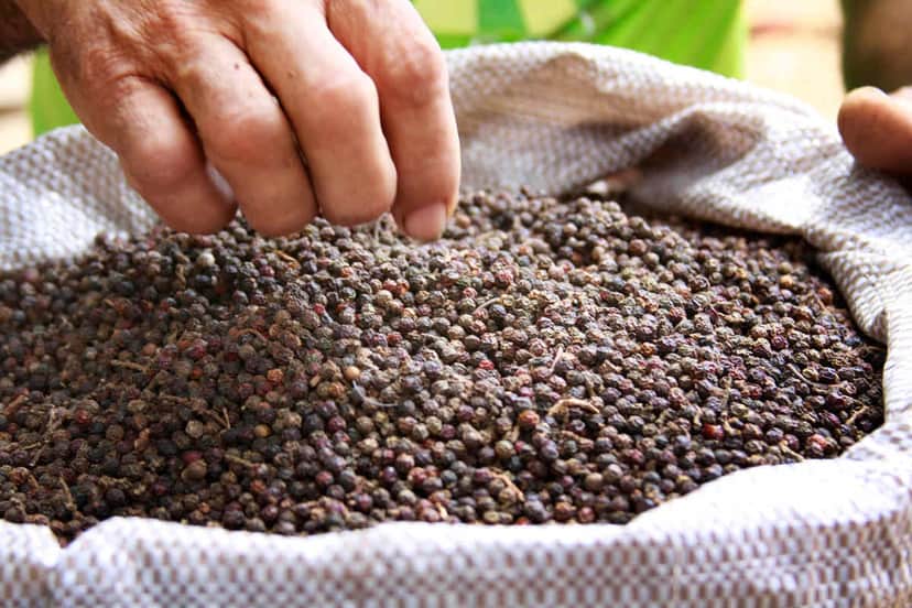 Pimenta do reino de famosa marca descumpriu as normas da Anvisa (Foto: Reprodução/ Internet) Pimenta do reino de famosa marca descumpriu as normas da Anvisa (Foto: Reprodução/ Internet)