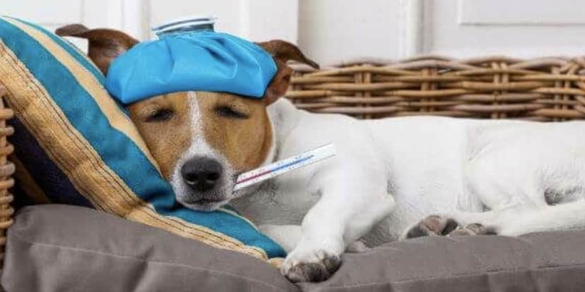 Cão doente (Foto: Reprodução / Pinterest) Cão doente (Foto: Reprodução / Pinterest)